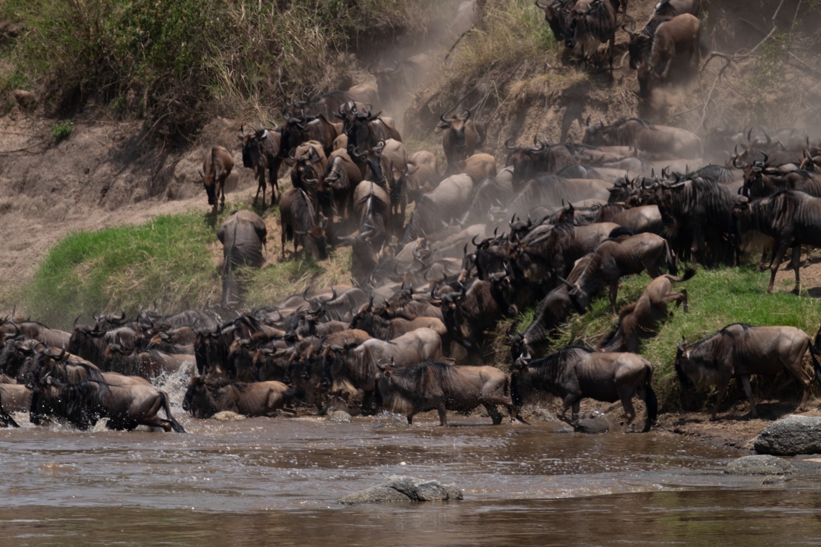 Wildlife moments