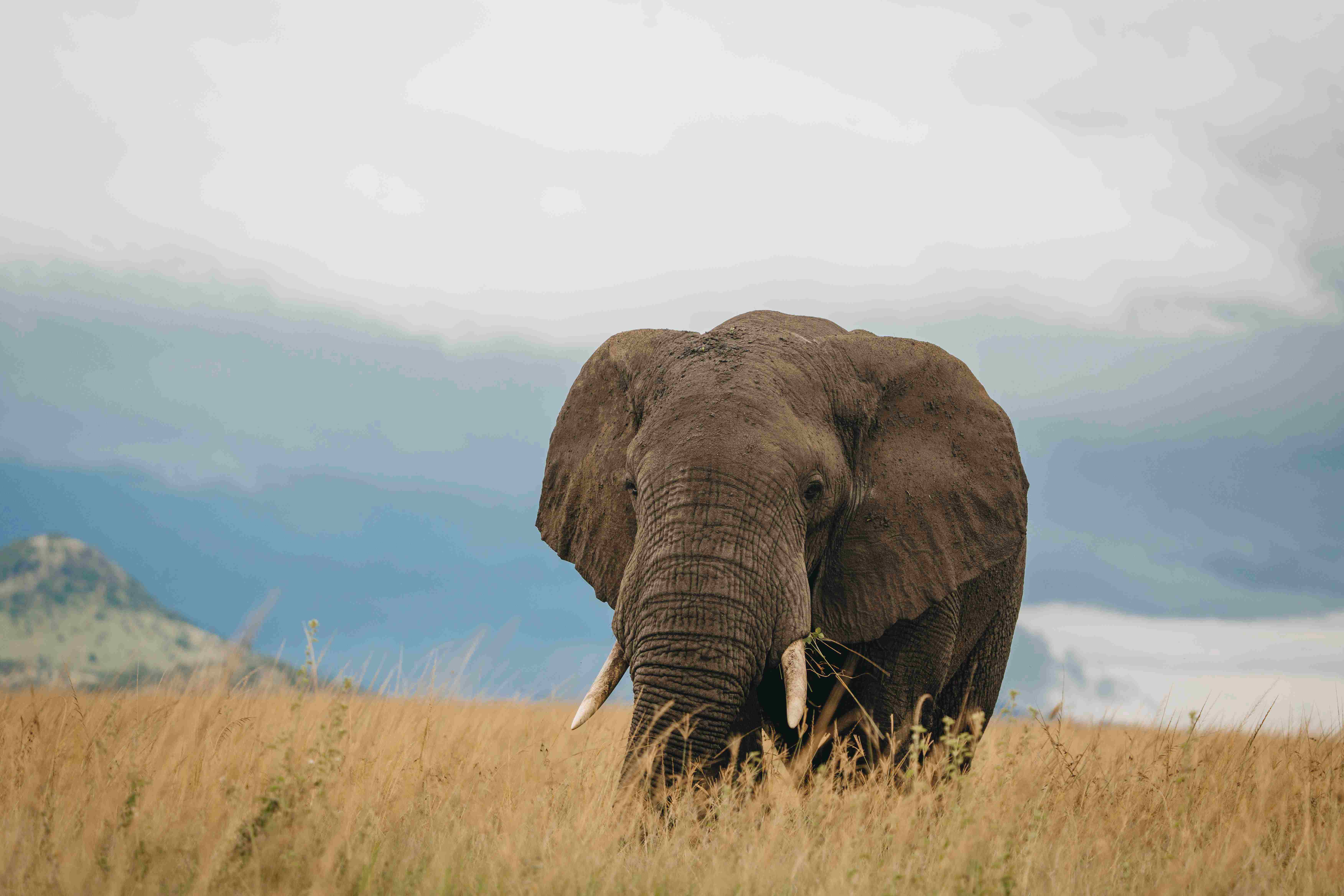 Serengeti Awaits: A Journey into the Heart of Tanzania's Wild Beauty