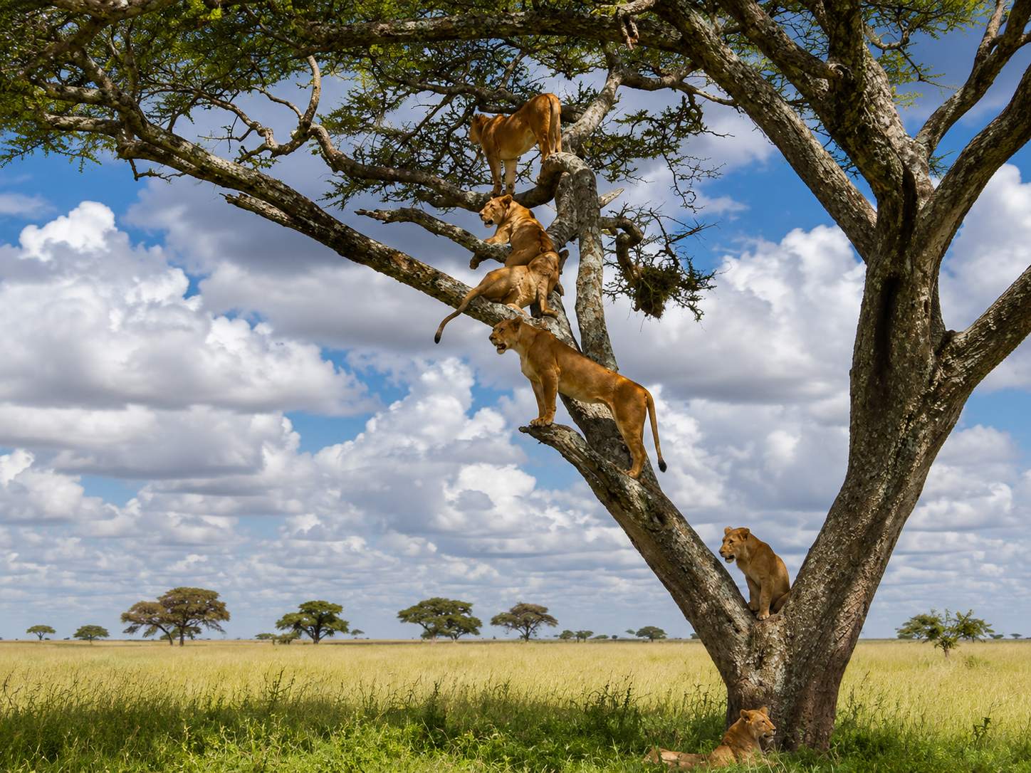 Discover Tarangire National Park: A Hidden Gem in Tanzania’s Wilderness