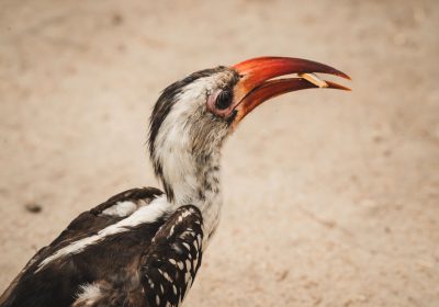 4-Day Zanzibar – Serengeti – Ngorongoro Safari