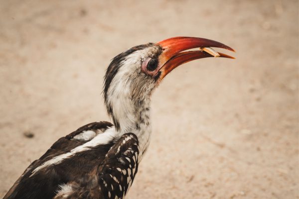 4-Day Zanzibar – Serengeti – Ngorongoro Safari