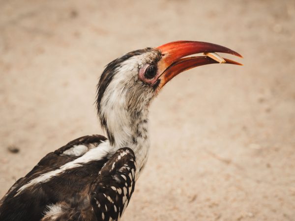 4-Day Zanzibar – Serengeti – Ngorongoro Safari