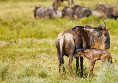 8 Days, Ndutu Safari (Calving Season)