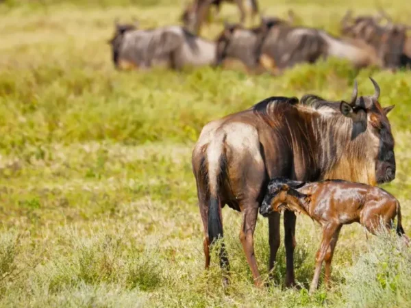 8 Days, Ndutu Safari (Calving Season)