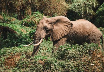 5-Day Premium Safari to Tarangire, Serengeti & Ngorongoro Crater