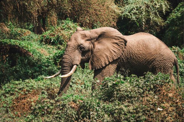 5-Day Premium Safari to Tarangire, Serengeti & Ngorongoro Crater