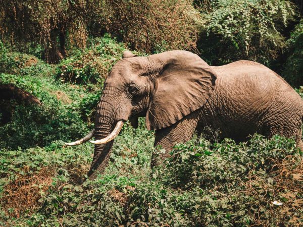 5-Day Premium Safari to Tarangire, Serengeti & Ngorongoro Crater