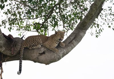 8 Day, Towards Northern Serengeti Spectacular Great Migration
