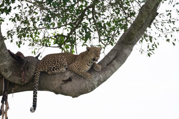 8 Day, Towards Northern Serengeti Spectacular Great Migration