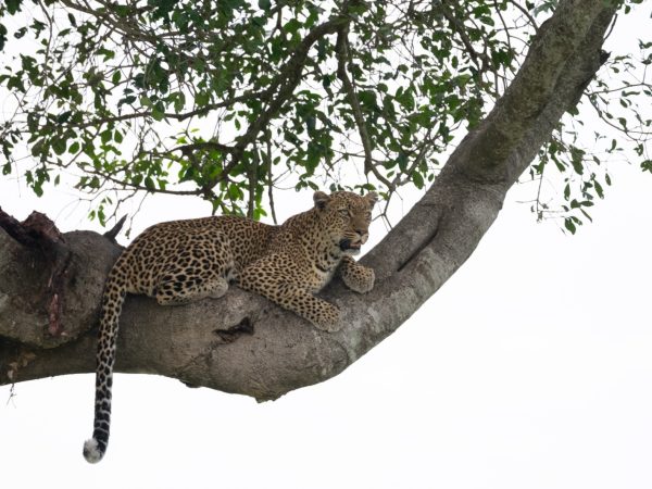 8 Day, Towards Northern Serengeti Spectacular Great Migration