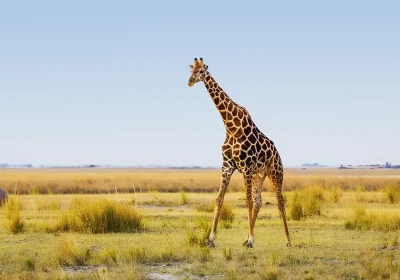 10 Days of Luxury, Safari Wonders & Zanzibar Bliss