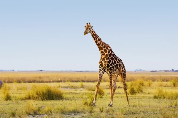 10 Days of Luxury, Safari Wonders & Zanzibar Bliss