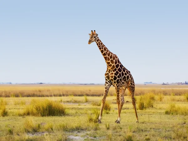 10 Days of Luxury, Safari Wonders & Zanzibar Bliss