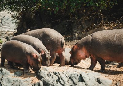 5-Day Tanzania Safari: Tarangire, Serengeti & Ngorongoro Crater (Mid-Range)