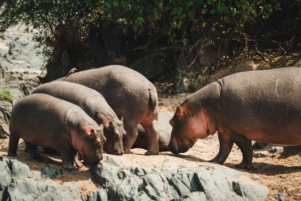 5-Day Tanzania Safari: Tarangire, Serengeti & Ngorongoro Crater (Mid-Range)