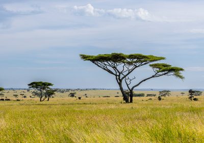 Tanzania and Its Regions