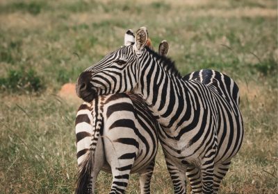 Tanzania Safari Circuits