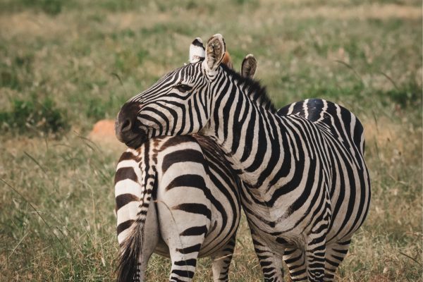3-Day Safari through Tarangire and Ngorongoro Crater