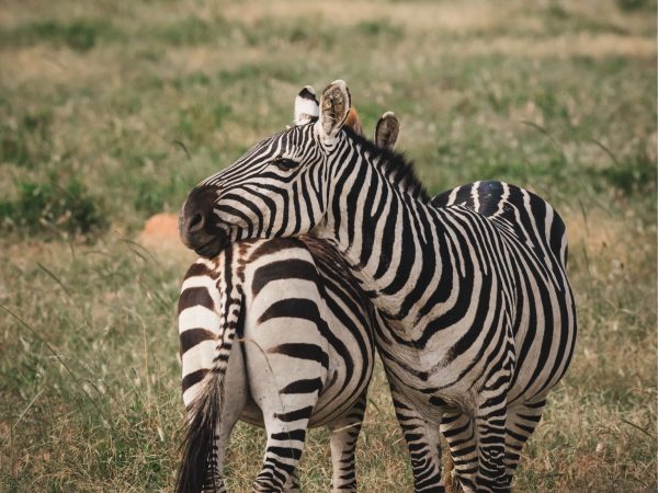 3-Day Safari through Tarangire and Ngorongoro Crater