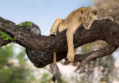 The Magic of Lake Manyara National Park