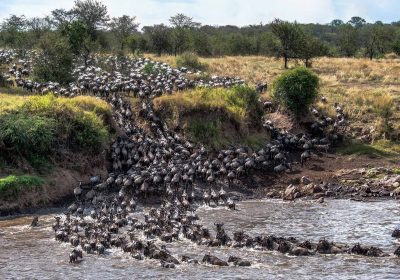 Witness the Circle of Life