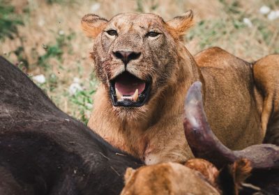 9 Days Tanzania Safari & Zanzibar Escape