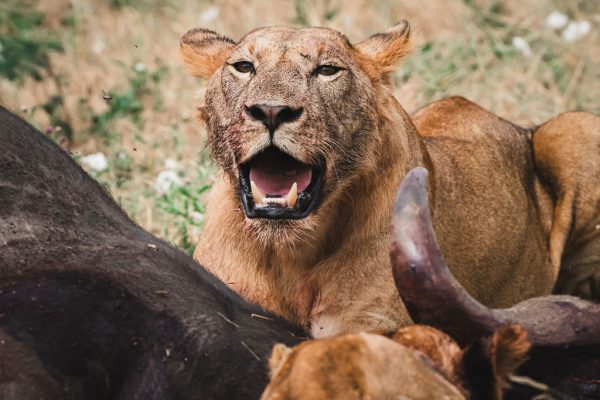 9 Days Tanzania Safari & Zanzibar Escape