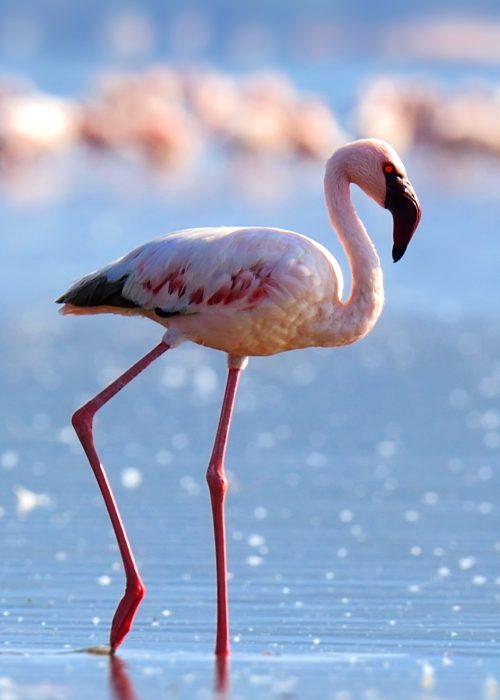 Flamingos at manyara