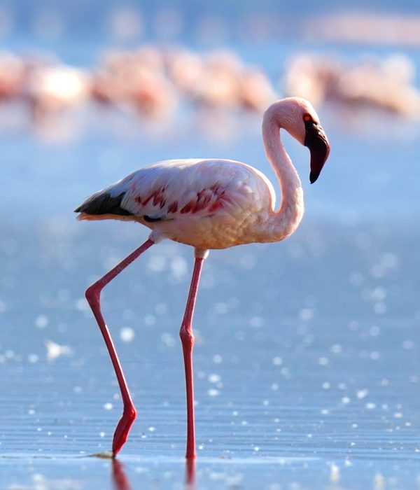 Flamingos at manyara